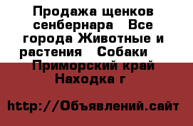 Продажа щенков сенбернара - Все города Животные и растения » Собаки   . Приморский край,Находка г.